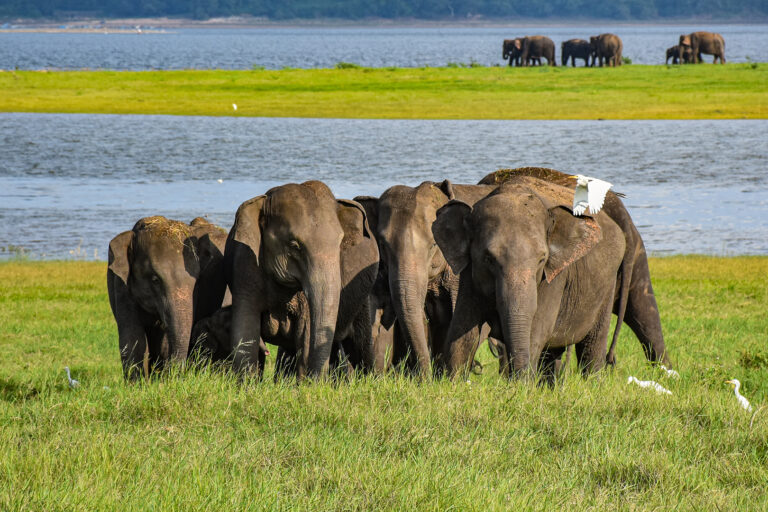 Shenal Silva - The-Stranger